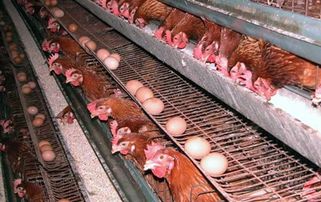 前景好 利润高的蛋鸡养殖技术,收藏