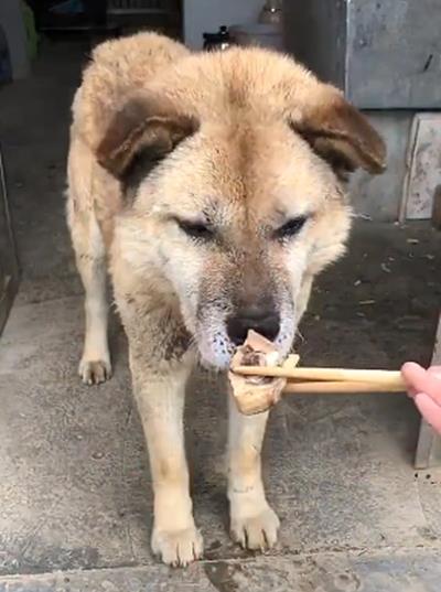 这只18岁的土狗好懂事,不馋筷子上的食物,放地上了才肯吃