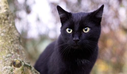 网友同一天疯狂晒黑猫,是集体中了黑猫的邪