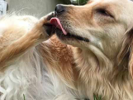 狗狗过度舔舐是什么原因导致的 这7点宠主要警醒了