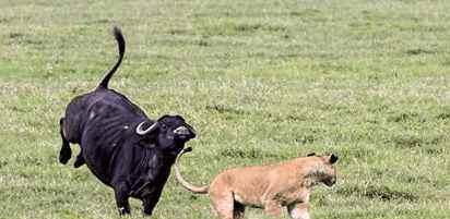水牛追杀狮子到家门口,狂虐狮群之后全身而退,真是牛生的巅峰了