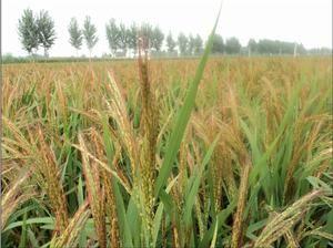 胭脂稻种植条件产地在哪些地方,胭脂稻种植条件产地在哪些地方