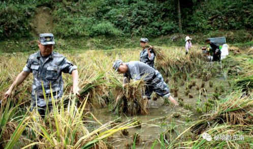 贵州剑河 民兵助农抢收稻谷忙