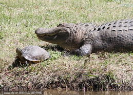 美国鳄鱼背乌龟在池塘里游水 