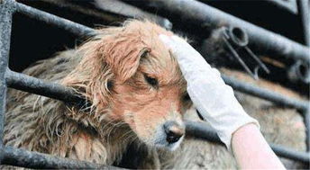 寒冬中百只宠物狗被救下,不少狗狗已冻出病,幸亏多方志愿者协助
