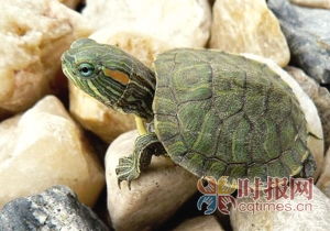 买来的巴西龟不能放生怎么办 