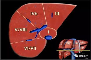 医学干货︱15分钟让你记住肝脏的分段 锋哥推荐