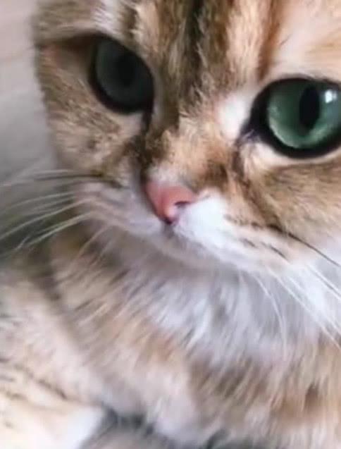 女子晒出家猫照片,网友看后表示不信 太好看了,自带眼线美瞳