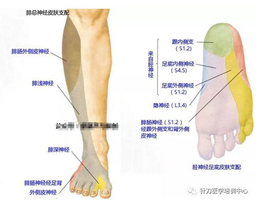 全身皮神经分布图 全身皮肤节段性神经支配 