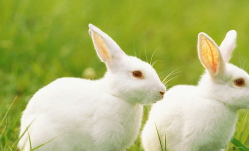 1987年腊月兔一生命苦1(1987年腊月出生的兔是什么命)