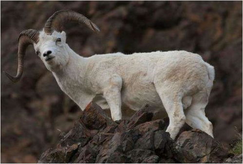 生肖羊 上天为你准备了一场盛大的喜事 你家里有属羊的吗
