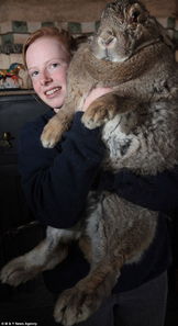 英兔子体重达25公斤成世界第一胖兔 