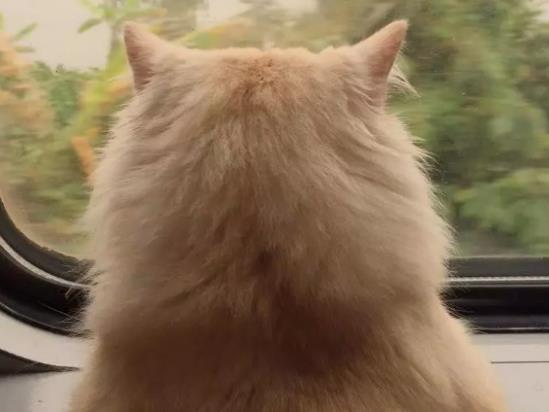第一次带猫咪坐火车,没想到小家伙竟如此的享受,网友 美翻了