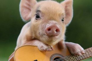 歌词这只小猪喂喂喂是什么歌 