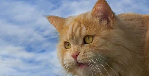 橘猫多为公猫,体型占优势,所生猫大多也会继承猫妈妈三色的特点