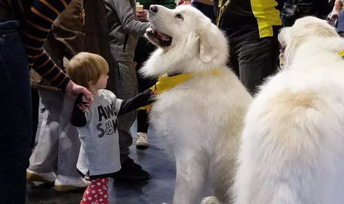 这个狗长得和白熊一样大,所以叫大白熊犬