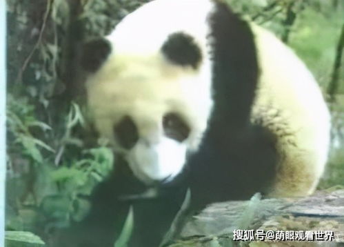 熊猫是熊不是猫 熊猫名字趣味多 台湾为追星制造假 熊猫