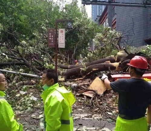 8月19日陕西发生事 大树倒地有人被砸伤