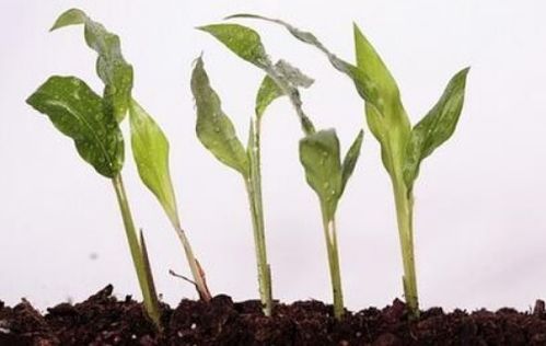 植物生长有哪几个阶段 