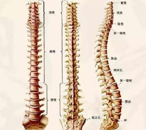 腰椎间盘突出不用慌,只要做到这一点,突出了也不腰疼