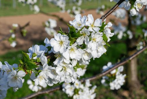 樱桃开花是什么颜色开的花长什么样子,开白花的是大樱桃树还是小樱桃树？