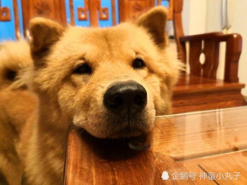 深圳更新禁养烈性犬名录,中华田园犬 英国斗牛犬可办犬证了