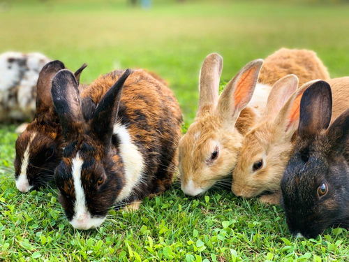 为什么养兔子最好养两只 注意下面这几点,能让兔子感到更快乐