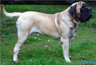 世界上十种体型最大的狗 最大的大丹狗和马差不多 
