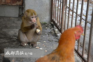 猴年走鸡年到 猴子与鸡亲密接触,画面太喜感