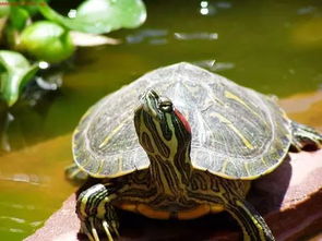 巴西龟如何干养？