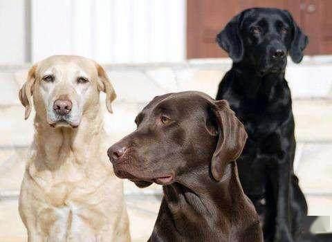 拉布拉多犬怎样分纯种 拉布拉多什么颜色最贵 你知道多少