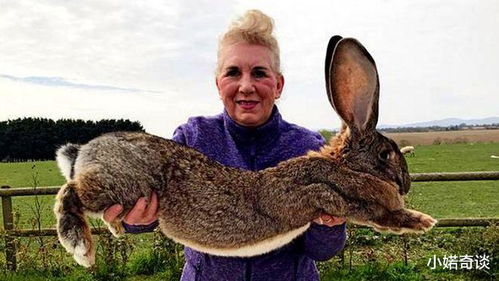 吉尼斯世界纪录中最大的兔子,体长1米3,1年要吃2000棵胡萝卜