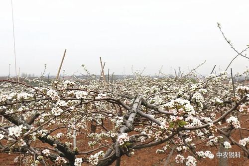 梨花簇簇开赏花等你来 2021第六届高密市南山梨花艺术节开幕