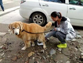 广西人注意 再不管好自己的狗狗,就要遭到严厉处罚,爱狗人士请留意