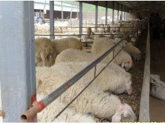 河北任县哪里有大型养羊基地,任县哪里有卖波尔山羊羊羔 