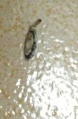 这是什么虫 在床上和墙上发现的,经常会有,怎么清除,怎么预防 