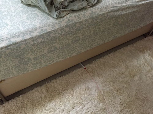 你们家的猫爱钻床底吗 怎么办 