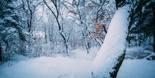 雪景如诗如画名言;今冬天气趋势预报名言？