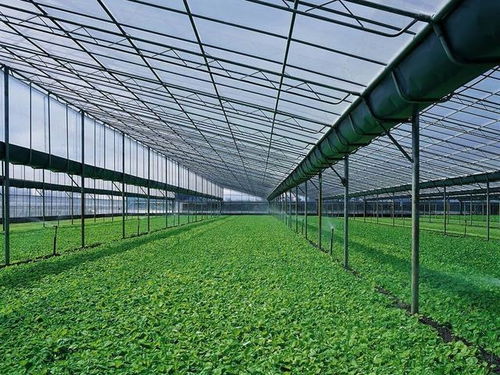 温室连栋大棚建造,反季节种植蔬菜如何选择