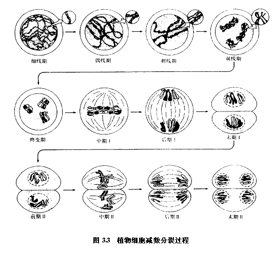 手绘减数分裂过程简图 搜狗图片搜索