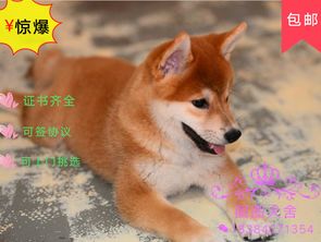 买高品质柴犬 保健康纯种 签售后协议 基地直销