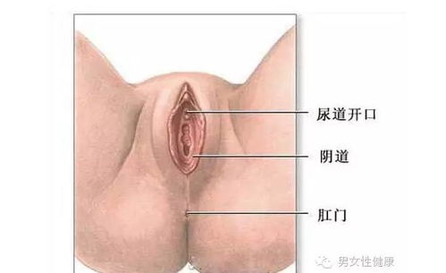 图解女人 私 处变黑木耳实况