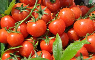 常吃西红柿可防皮肤癌