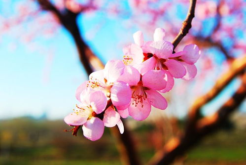 春暖花开,蹦你而来