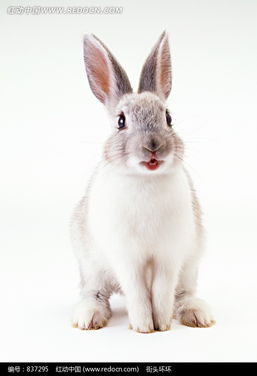 很萌的兔子图片免费下载 编号837295 红动网 