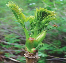 刺老芽怎么保存保鲜