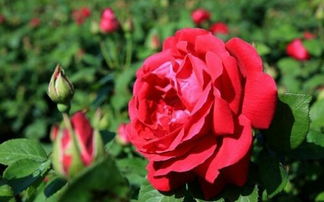 白山茶和红玫瑰是什么意思？