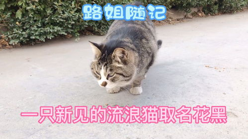 新发现一只流浪猫,取名花黑