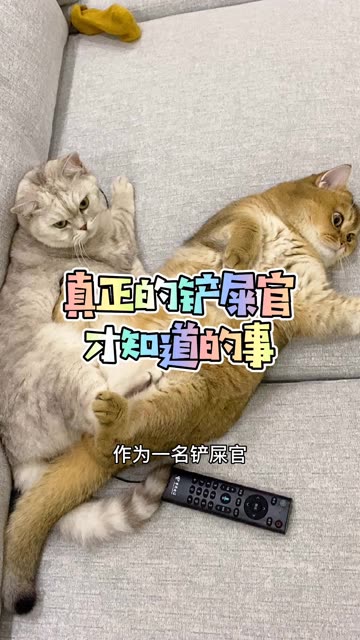 养猫真的是一件痛并快乐着的事 