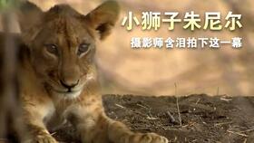 小狮子身受重伤渴望生存,遭狮群遗弃前,母亲给与鼓励和吻别